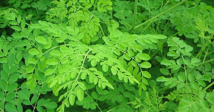 The Magical Benefits Of Moringa Leaf غذاؤك علاجك